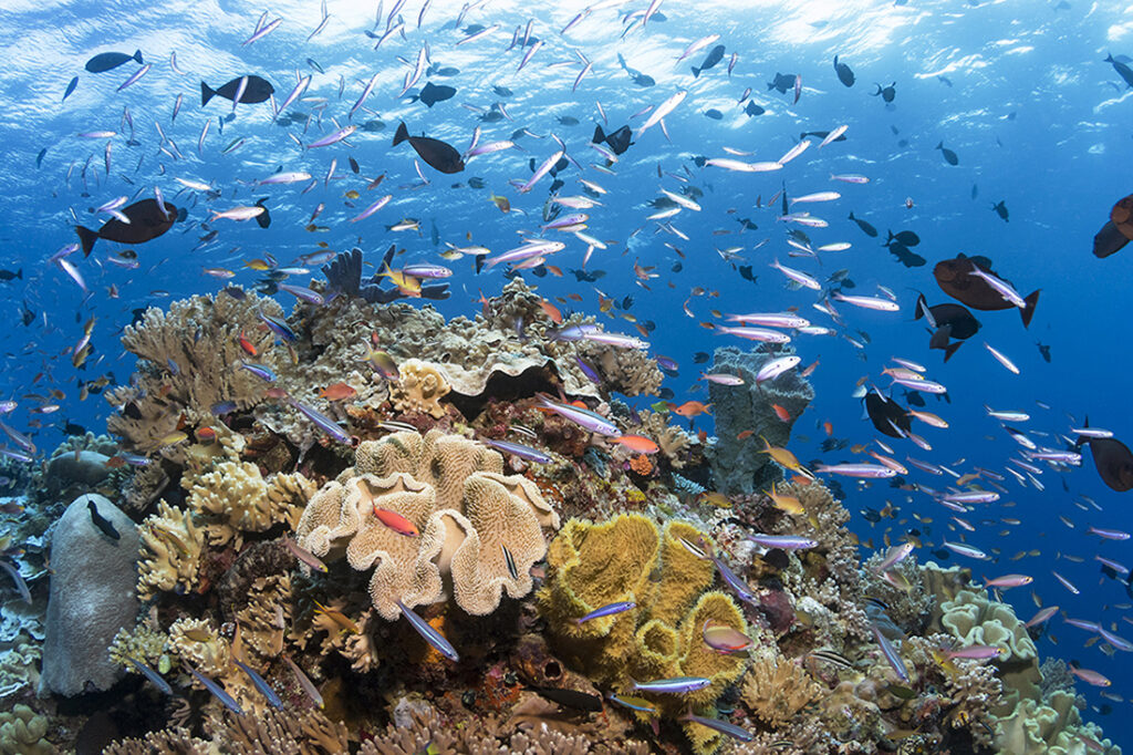 Wisata Wakatobi shelbytour
