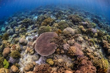 snorkeling wakatobi shelby tour