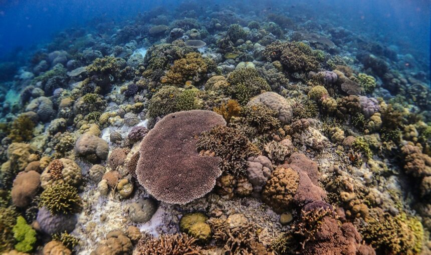 Wisata Wakatobi 2026: Surga Diving di Sulawesi Tenggara yang Bikin Ketagihan