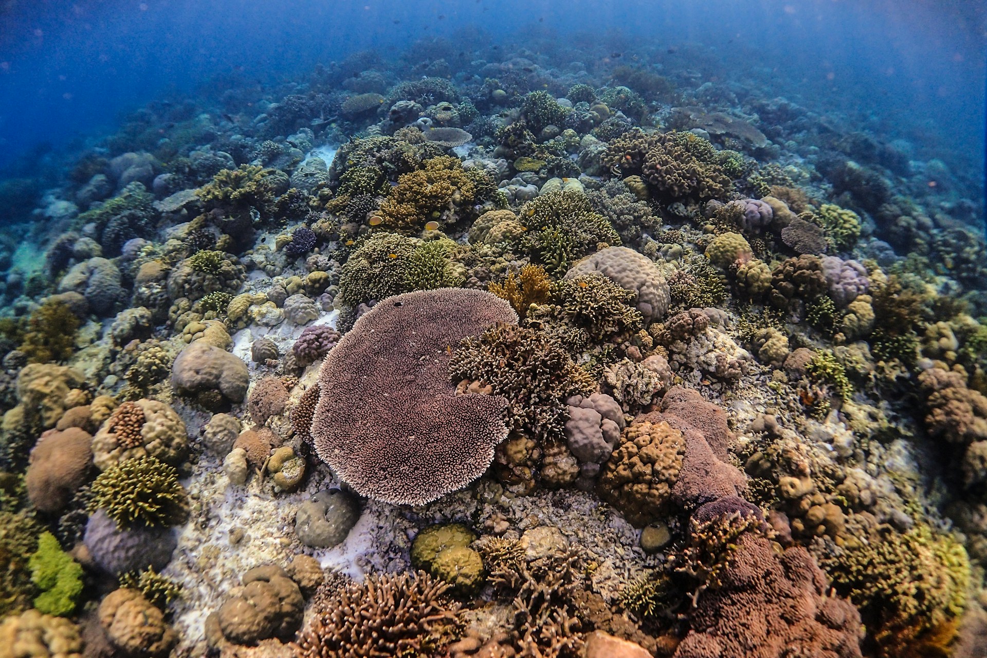 snorkeling wakatobi shelby tour